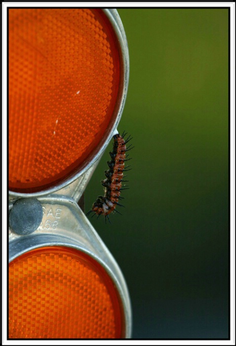 Caution - Caterpillar Xing - ID: 613426 © Sara And Dick
