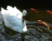 Swanee!! Pose For...