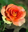 I Painted a Rose ...