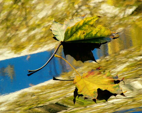 Leaves, Shadows and Reflections