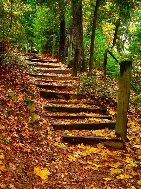 Autumn Littered Stairway
