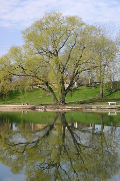 Tree Reflection After