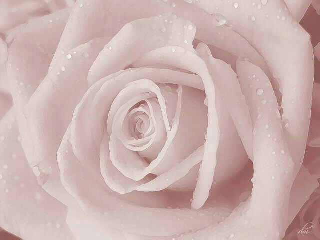 Frosted Rose II (second in series)