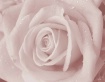 Frosted Rose II (...