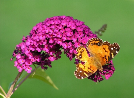 Feeding Butterfly