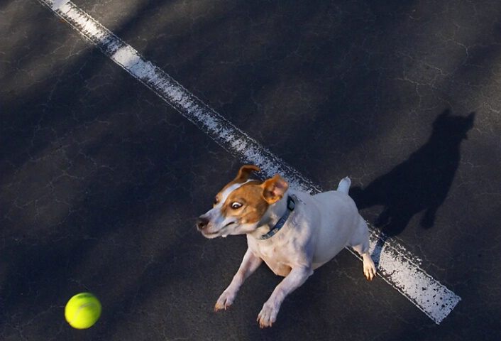 Fly Ball