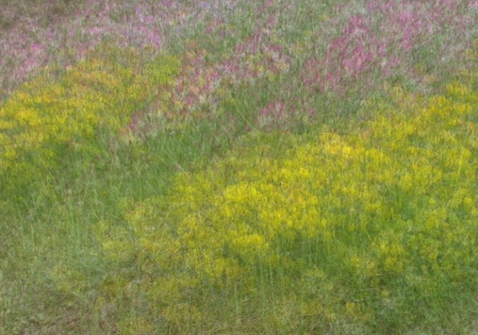 field of pink & yellow flowers