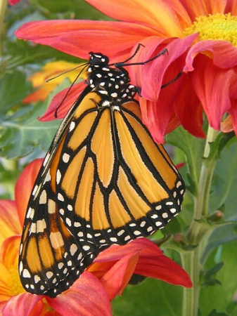 Monarch