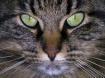 Green eyed Girl