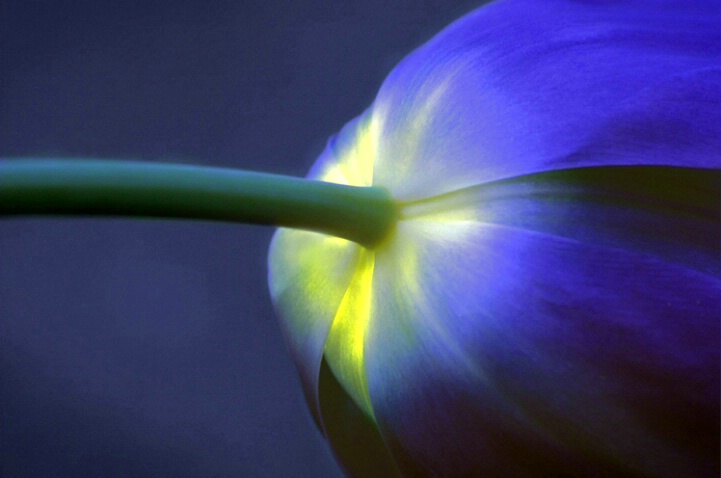 Blue Tulip Lantern #2