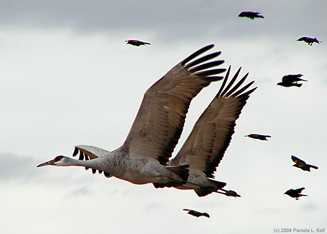 Synchronized Flight