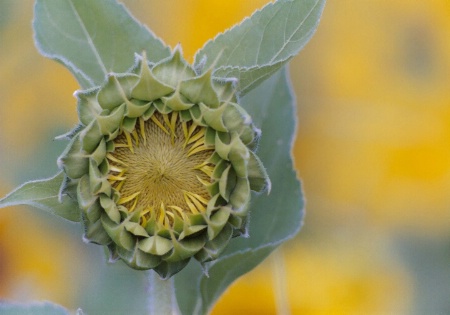 Sunflower Opening