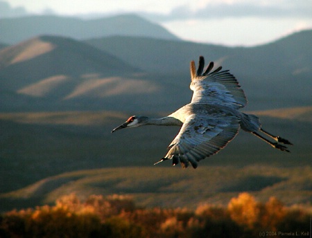 Fall Flying