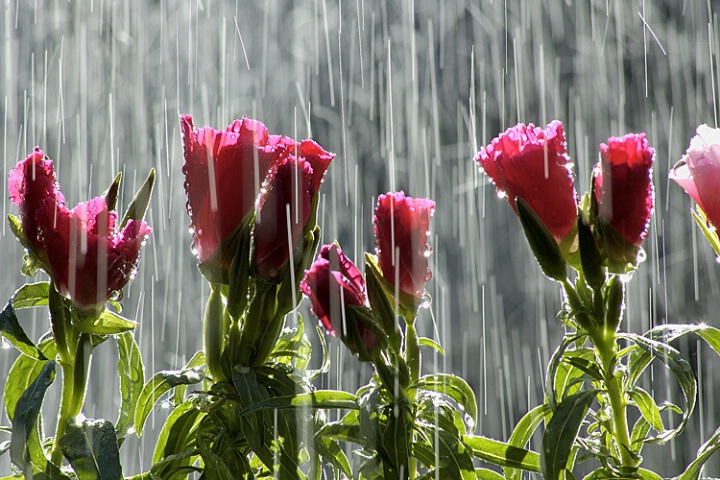 flowers in rain