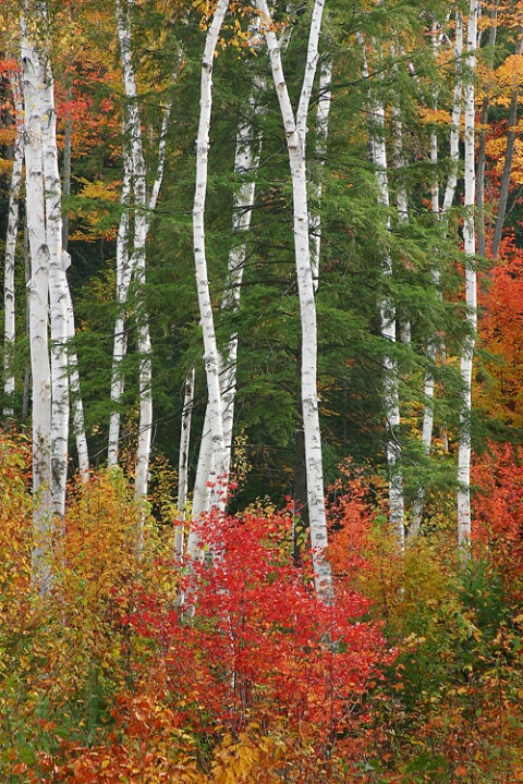 Birch weave