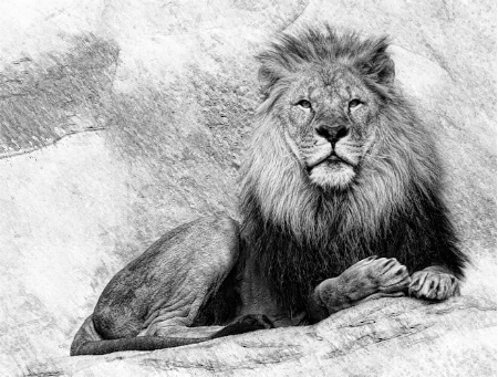 Lion Sketch