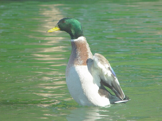 Walking on Water