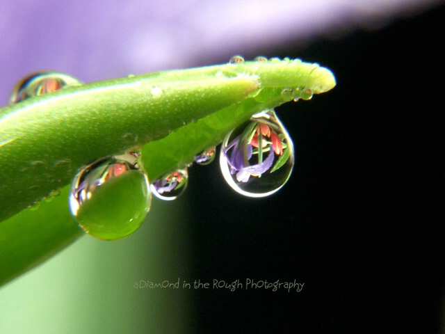 A Delicate Bauble