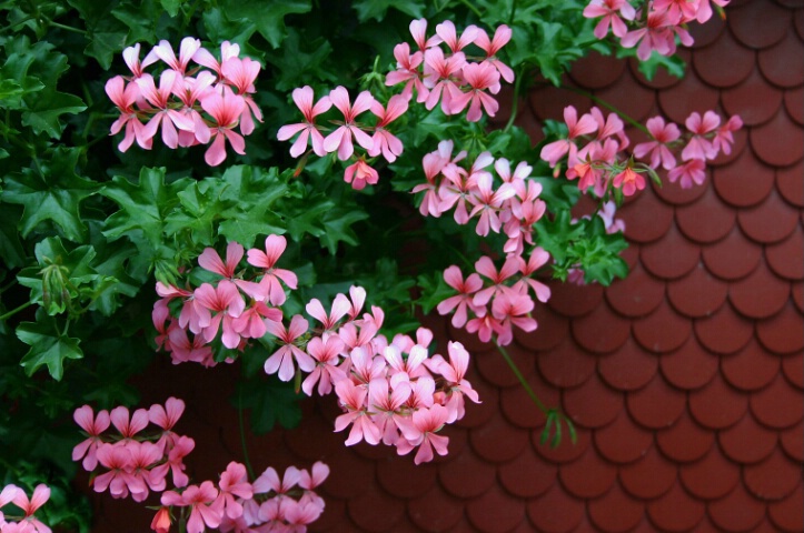 Flowers and Shingles