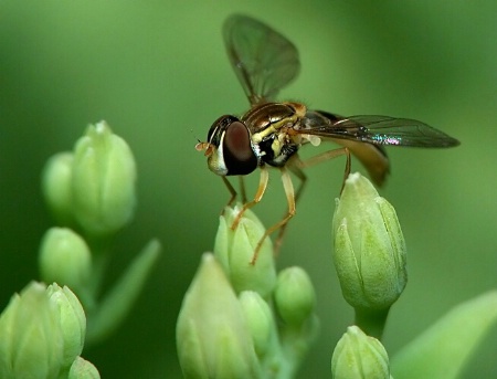 Hover Fly