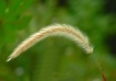 In the Wind