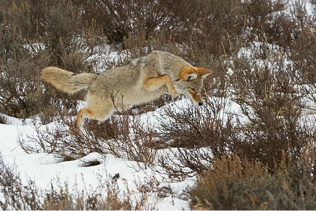 Pouncing Cyote