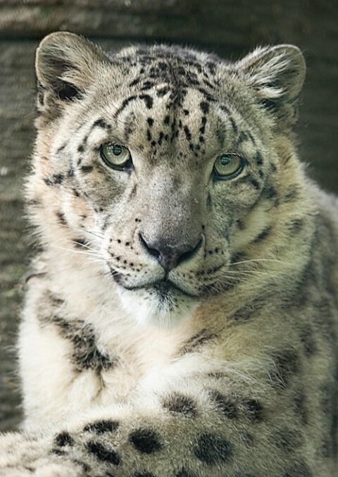 Snow Leopard