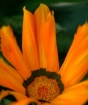 Flaming Beauty