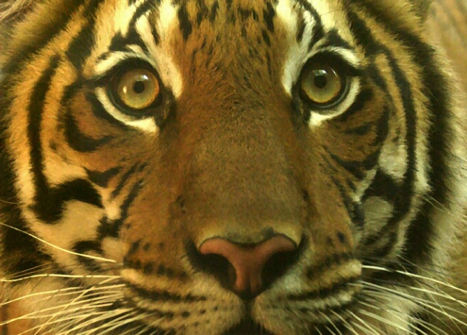 Tiger Eyes - ID: 622242 © Mary-Ella Bowles