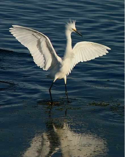 Arrogant Egret