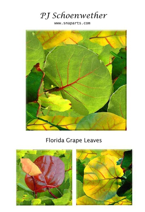 Florida Grape Leaves