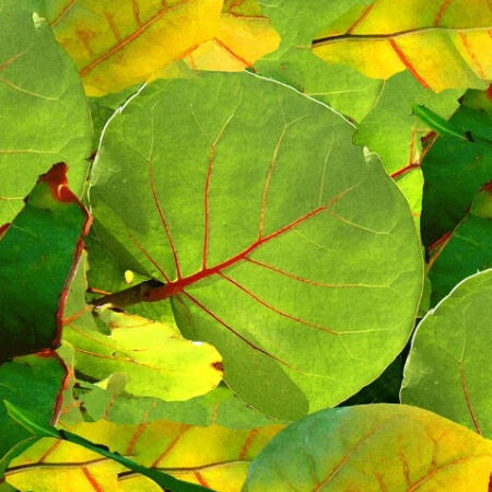 Green Sea Grape Leaf