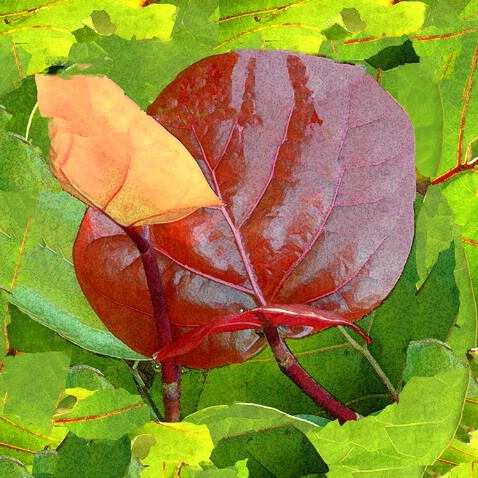 Red Sea Grape Leaf
