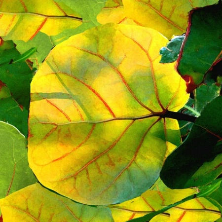 Yellow Sea Grape Leaf