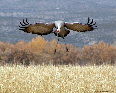 Landing Gear Down, Flaps Up...