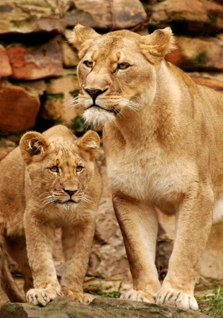 Mom and her Cub