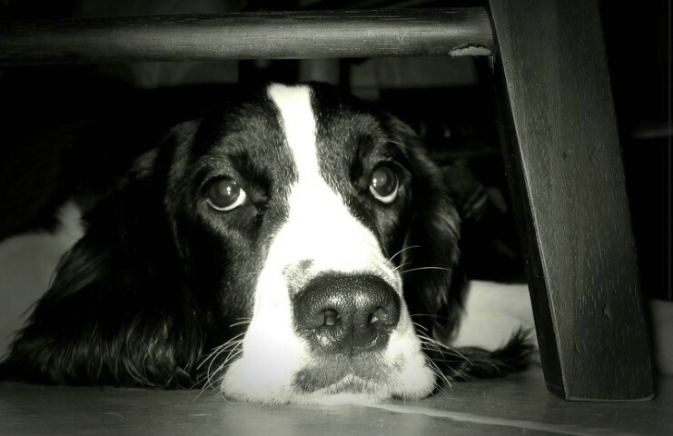 Waiting under the dinner table.