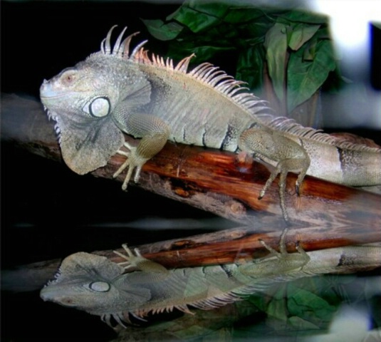 An Iguana in Reflection