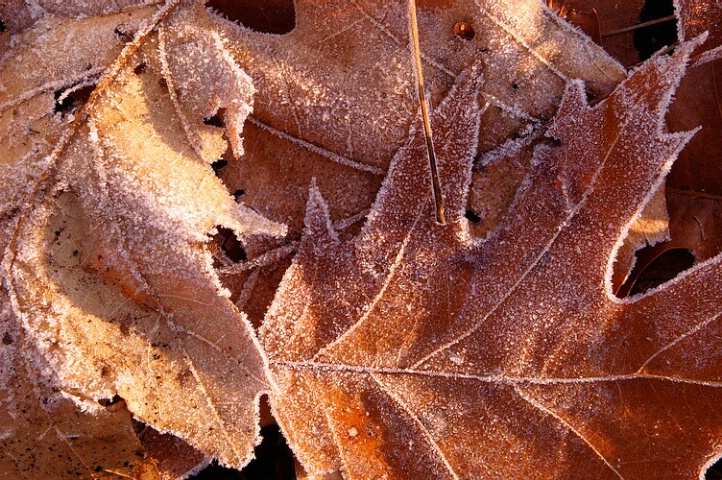 Morning Frosty Leaves