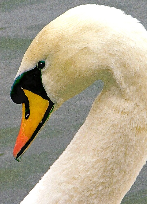 Painted Swan