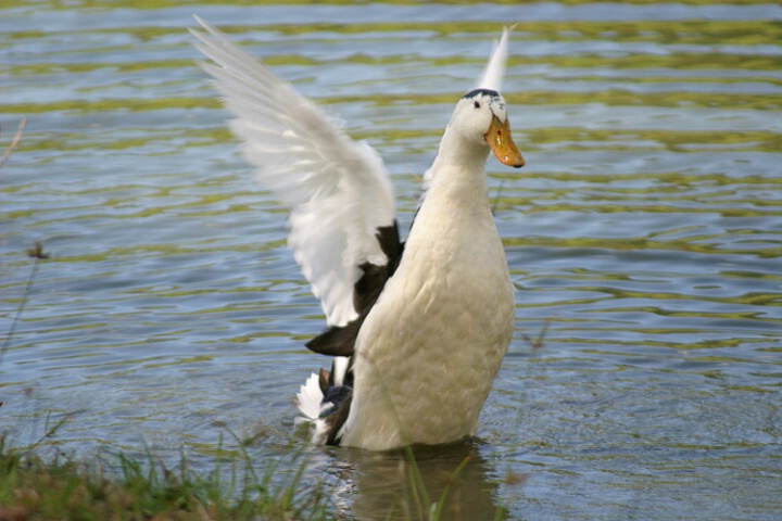 Spreading his wings