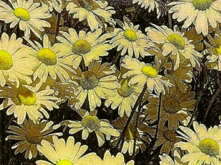 daisy patch