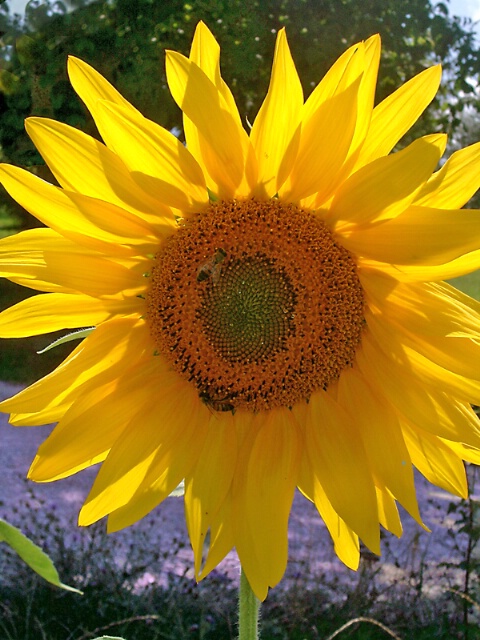 Sunflower in Umbria