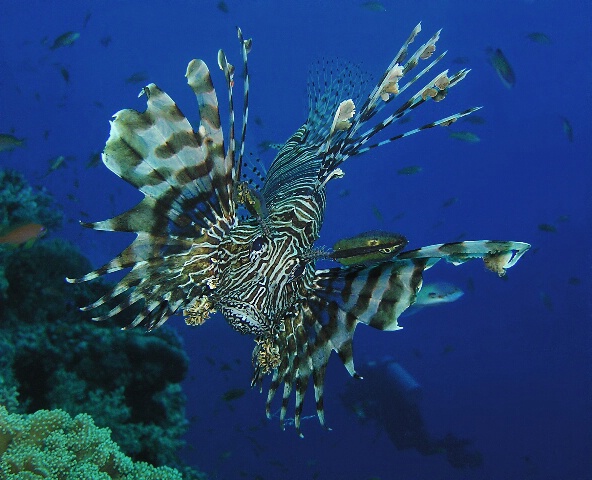 Lionfish