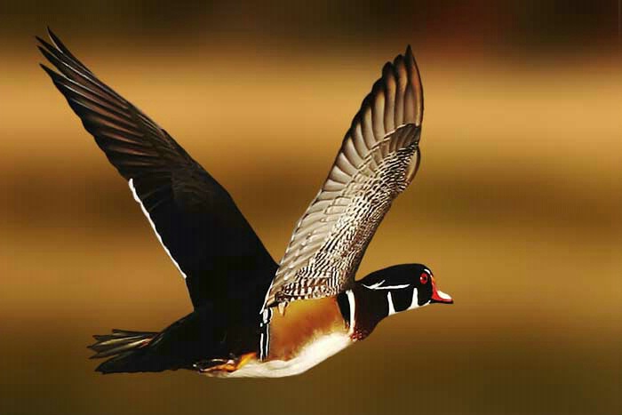 Airborne Wood Duck