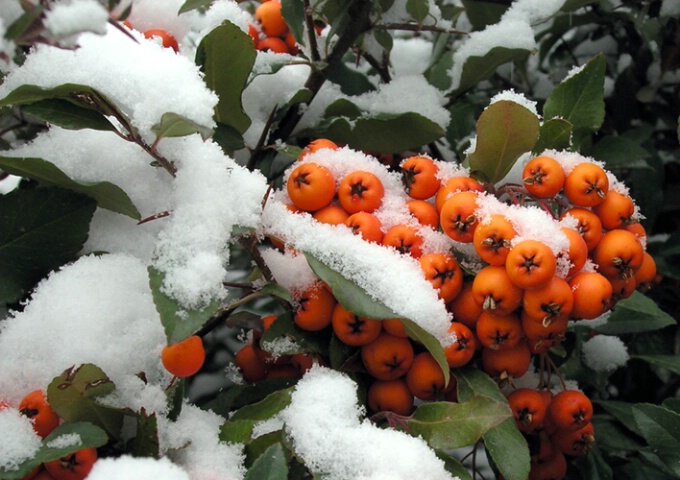 Snow Berries