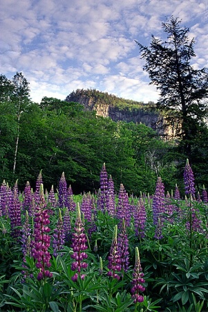 Frankenstein Cliffs & Lupine