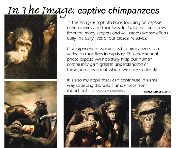 In The Image: Captive Chimpanzees