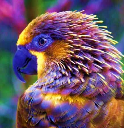 Psychodelic Bird