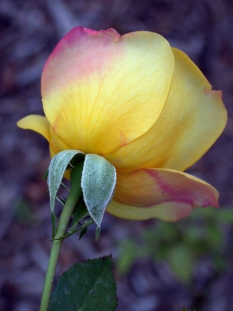 Last Summer Rose